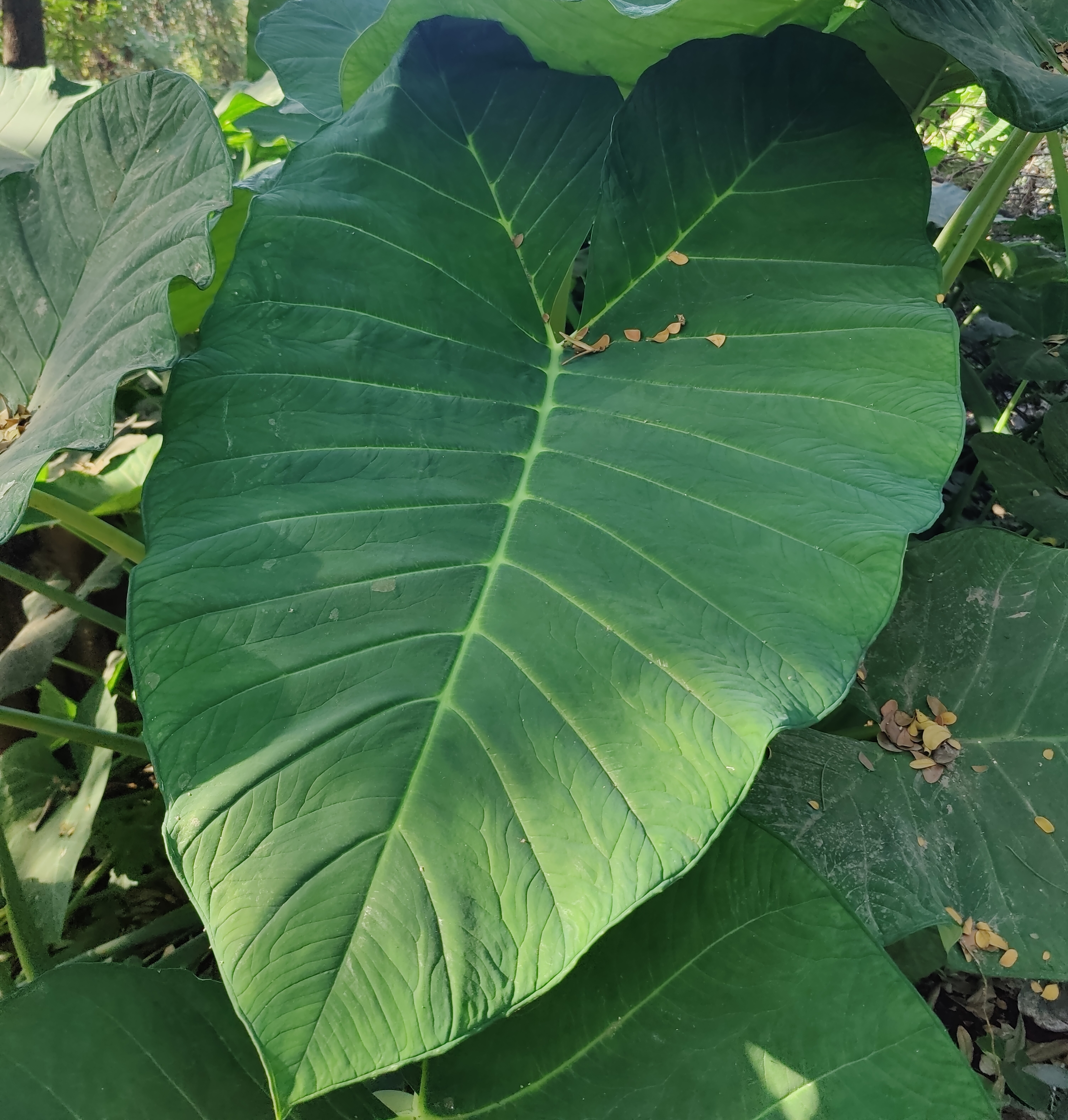 May Flowers Horticulture Installation 92